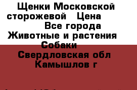 Щенки Московской сторожевой › Цена ­ 35 000 - Все города Животные и растения » Собаки   . Свердловская обл.,Камышлов г.